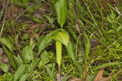 Jack-in-the-Pulpit, Arisaema triphyllum
