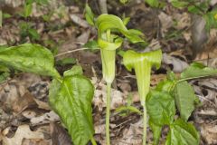 Jack-in-the-Pulpit, Arisaema triphyllum