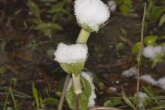 Jack-in-the-Pulpit, Arisaema triphyllum