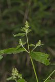 Japanese Chaff Flower, Achyranthes japonica