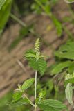 Japanese Chaff Flower, Achyranthes japonica