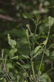 Japanese Chaff Flower, Achyranthes japonica