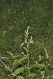 Japanese Chaff Flower, Achyranthes japonica