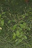 Japanese Chaff Flower, Achyranthes japonica