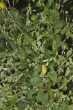 Japanese Chaff Flower, Achyranthes japonica