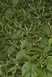Japanese Chaff Flower, Achyranthes japonica