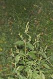 Japanese Chaff Flower, Achyranthes japonica