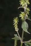 Japanese Chaff Flower, Achyranthes japonica
