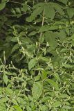 Japanese Chaff Flower, Achyranthes japonica