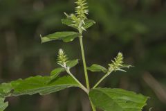 Japanese Chaff Flower, Achyranthes japonica