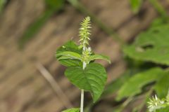 Japanese Chaff Flower, Achyranthes japonica
