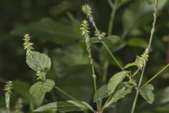 Japanese Chaff Flower, Achyranthes japonica