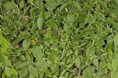 Japanese Chaff Flower, Achyranthes japonica