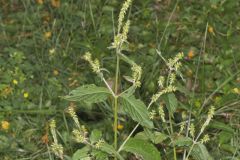 Japanese Chaff Flower, Achyranthes japonica
