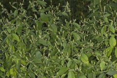 Japanese Chaff Flower, Achyranthes japonica