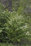 Japanese Snowball, Viburnum plicatum