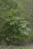 Japanese Snowball, Viburnum plicatum