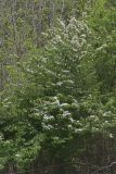 Japanese Snowball, Viburnum plicatum
