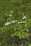 Japanese Snowball, Viburnum plicatum