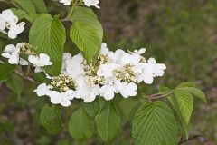 Japanese Snowball