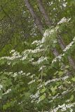 Japanese Snowball, Viburnum plicatum