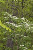 Japanese Snowball, Viburnum plicatum