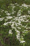 Japanese Snowball, Viburnum plicatum