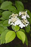 Japanese Snowball, Viburnum plicatum