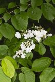Japanese Snowball, Viburnum plicatum