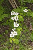 Japanese Snowball, Viburnum plicatum