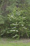 Japanese Snowball, Viburnum plicatum