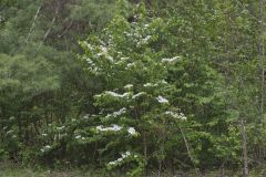 Japanese Snowball, Viburnum plicatum
