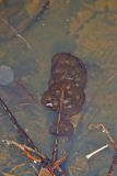 Jefferson Salamander, Ambystoma jeffersonianum