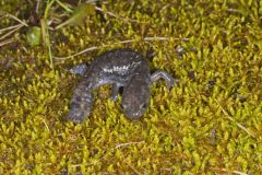 Jefferson Salamander, Ambystoma jeffersonianum