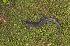 Jefferson Salamander, Ambystoma jeffersonianum