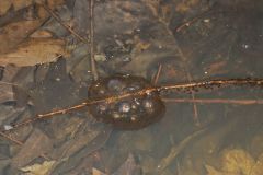 Jefferson Salamander, Ambystoma jeffersonianum