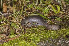 Jefferson Salamander, Ambystoma jeffersonianum