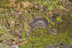 Jefferson Salamander, Ambystoma jeffersonianum