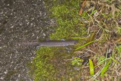 Jefferson Salamander, Ambystoma jeffersonianum