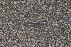 Jefferson Salamander, Ambystoma jeffersonianum