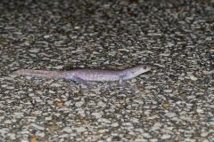 Jefferson Salamander, Ambystoma jeffersonianum