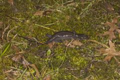 Jefferson Salamander, Ambystoma jeffersonianum