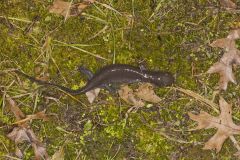 Jefferson Salamander, Ambystoma jeffersonianum