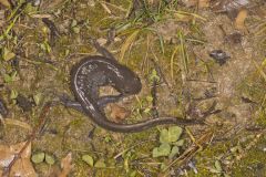 Jefferson Salamander, Ambystoma jeffersonianum