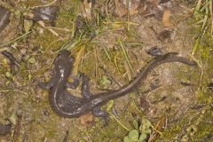 Jefferson Salamander, Ambystoma jeffersonianum