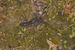 Jefferson Salamander, Ambystoma jeffersonianum