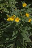 Jerusalem Artichoke, Helianthus tuberosus