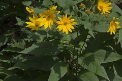 Jerusalem Artichoke