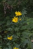 Jerusalem Artichoke, Helianthus tuberosus