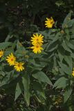 Jerusalem Artichoke, Helianthus tuberosus